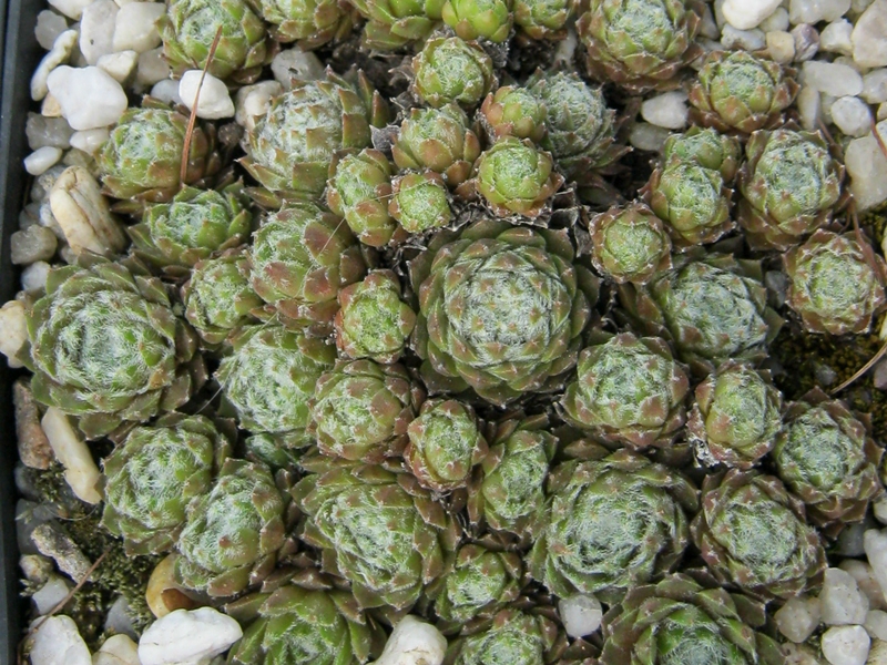 Ebelobo