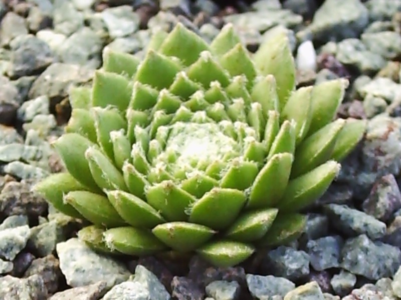 Ebelobo