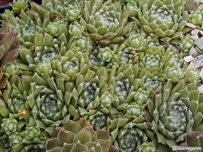 Ebelobo