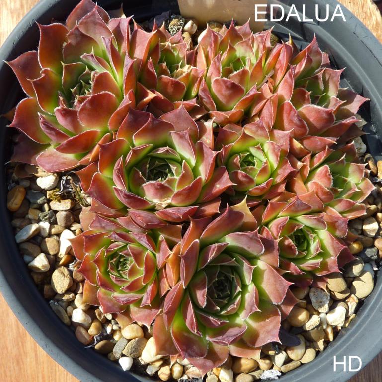 Edalua / Jovi