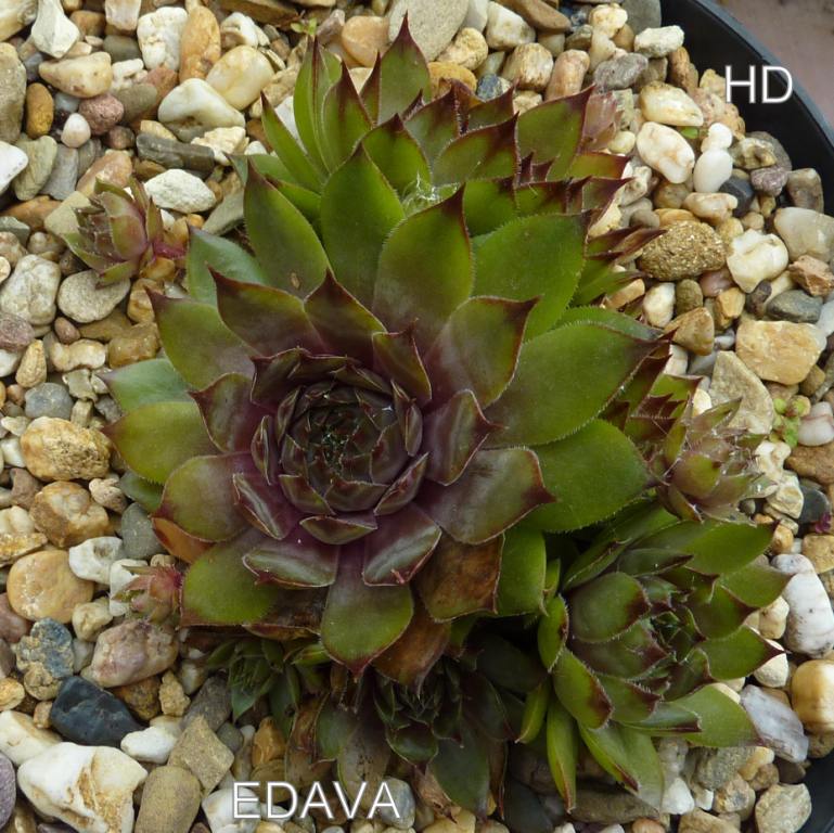 Edava
