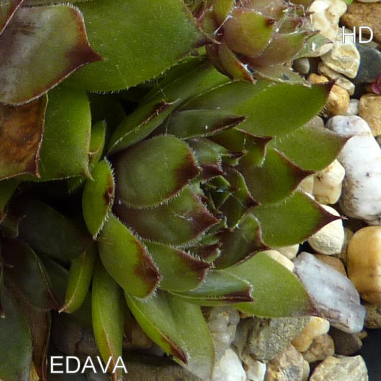 Edava