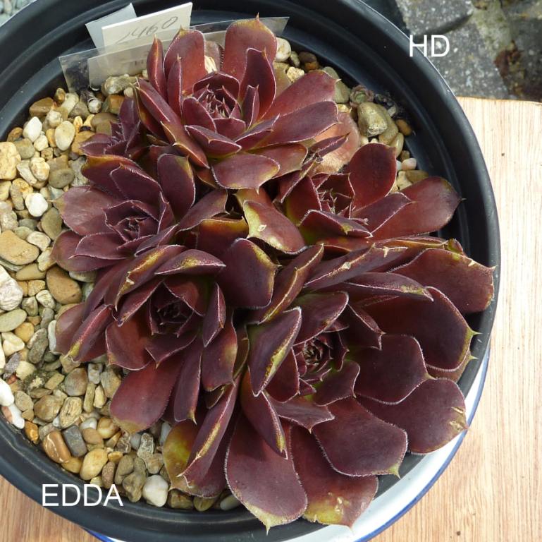 Edda / Jovi