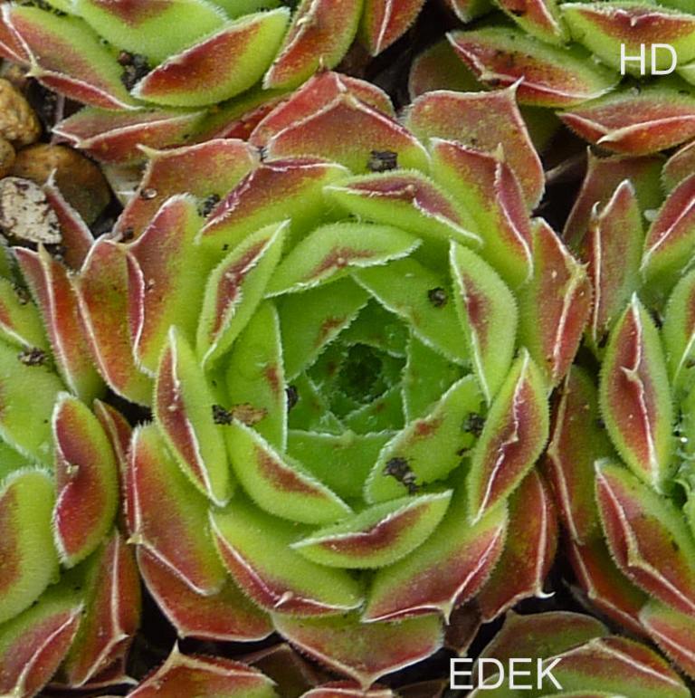 Edek / Jovi