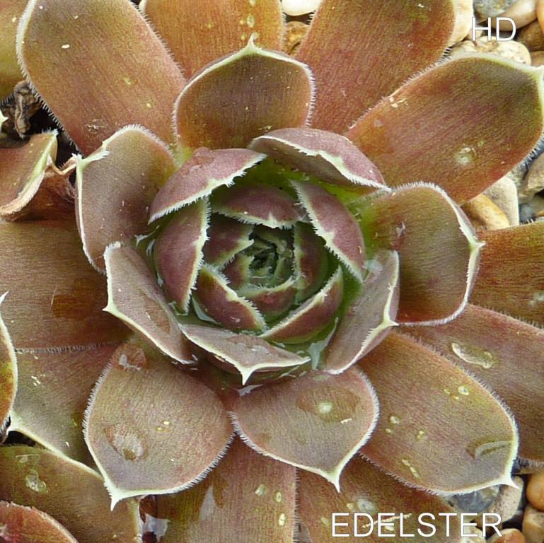 Edelster / Jovi