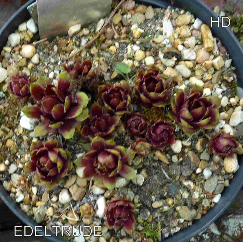 Edeltrude