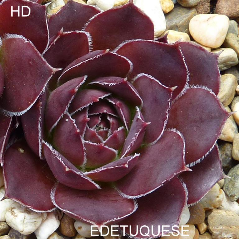 Edetuquese / Jovi