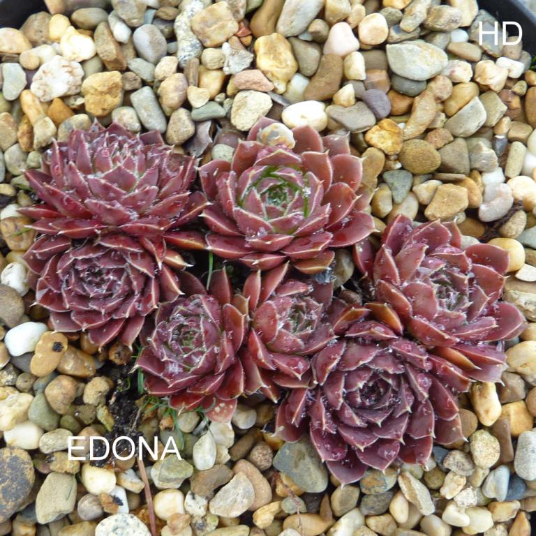 Edona / Jovi