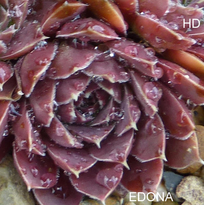 Edona / Jovi