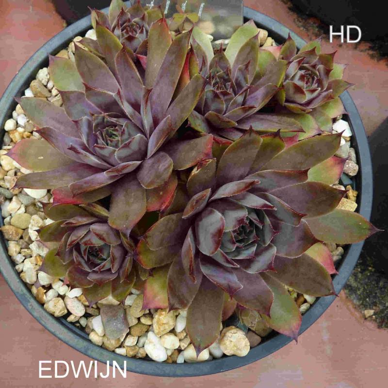 Edwijn