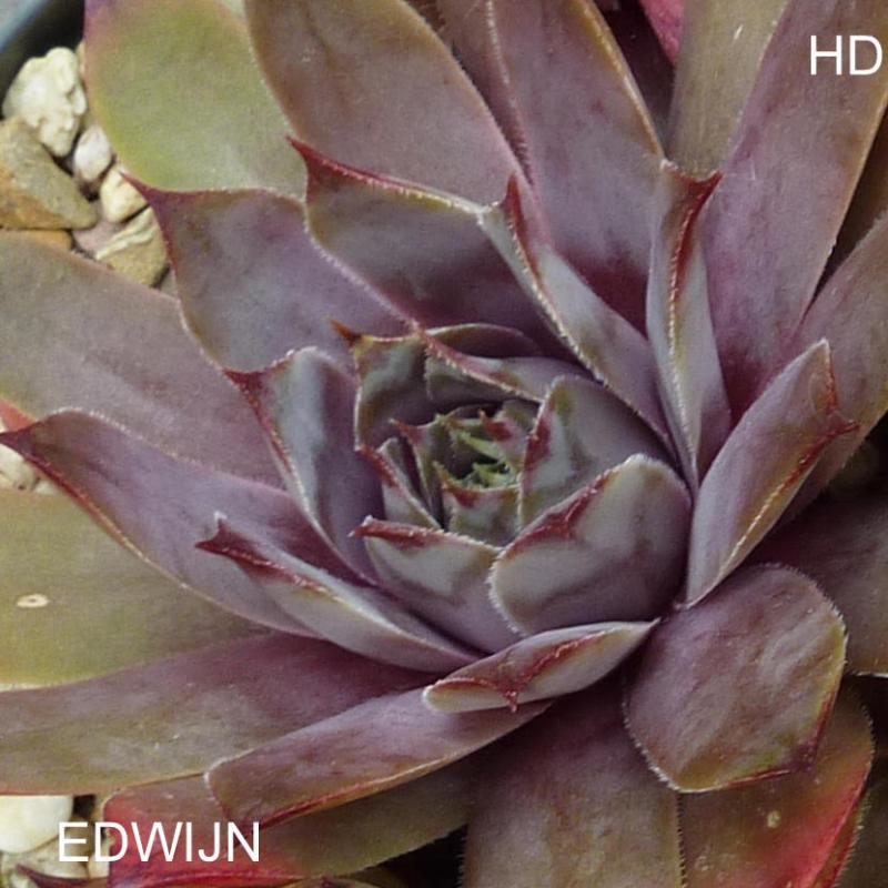 Edwijn