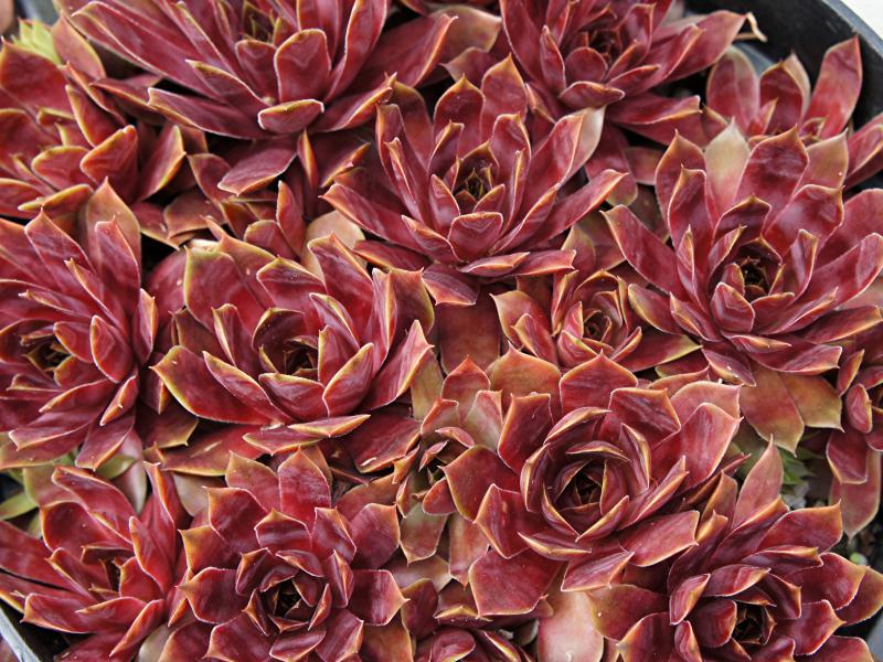 Edwina