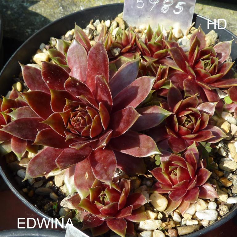 Edwina