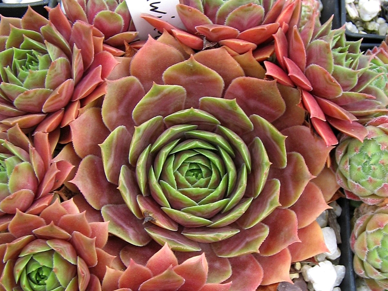 Edwina