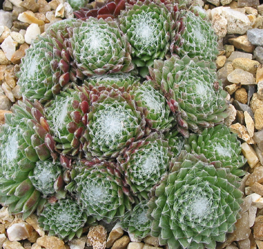 Eefje