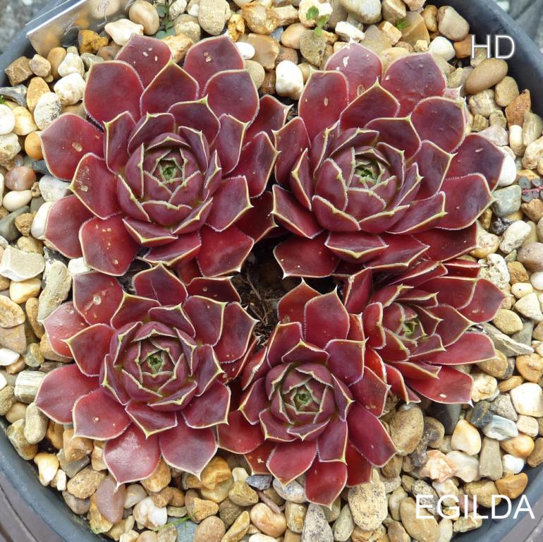 Egilda / Jovi