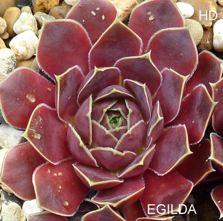 Egilda / Jovi