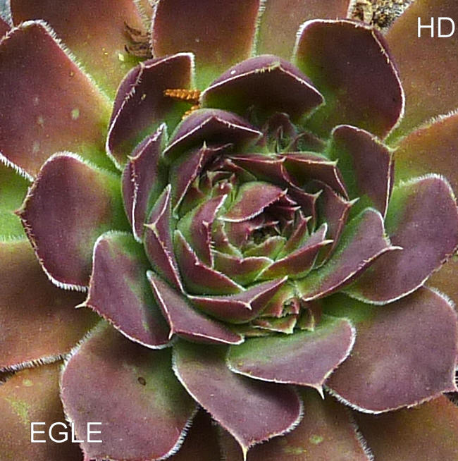 Egle / Jovi