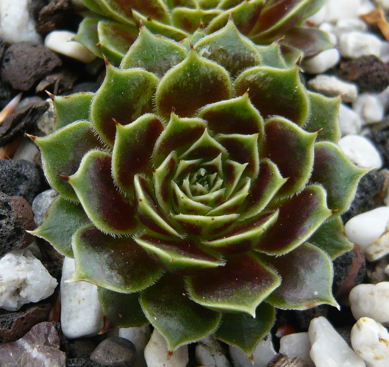 Egondina / Jovi