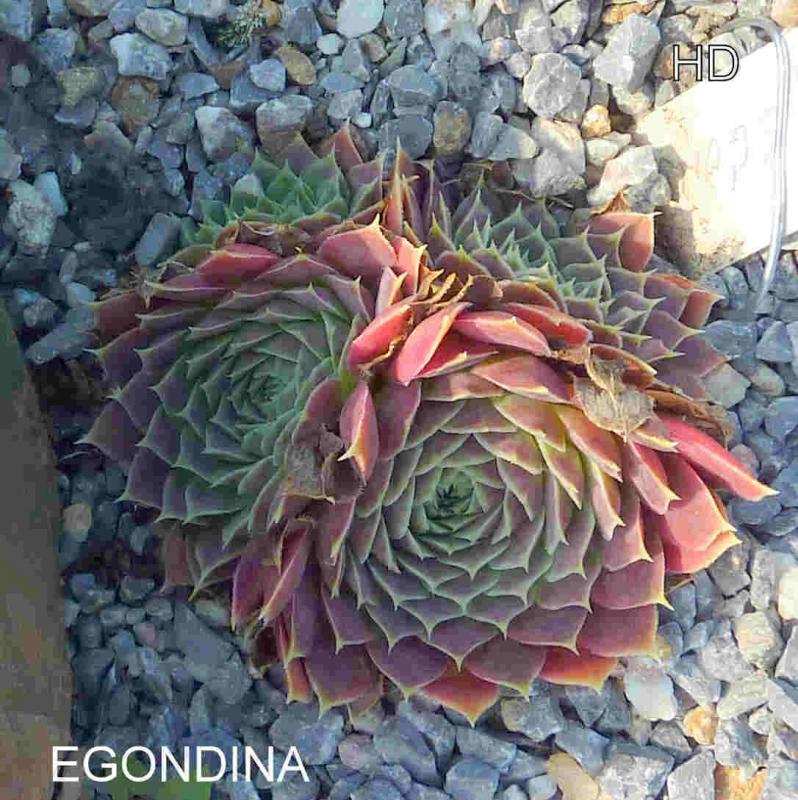 Egondina / Jovi