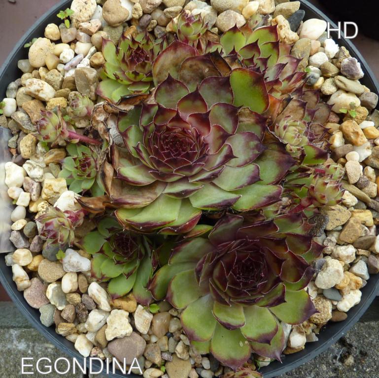 Egondina
