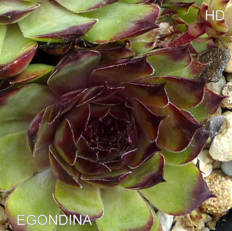 Egondina