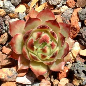Egondina