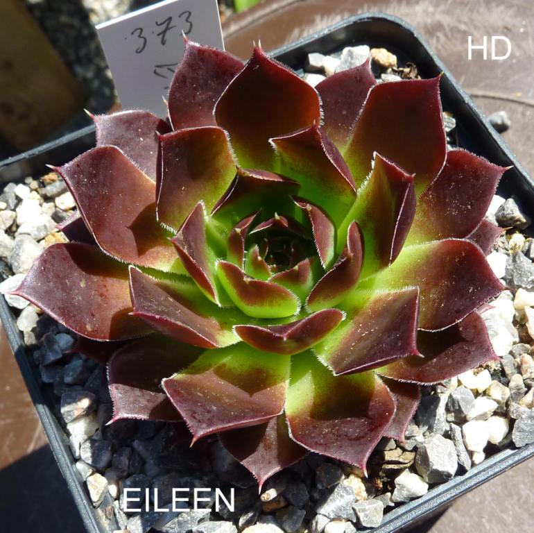 Eileen / Jovi