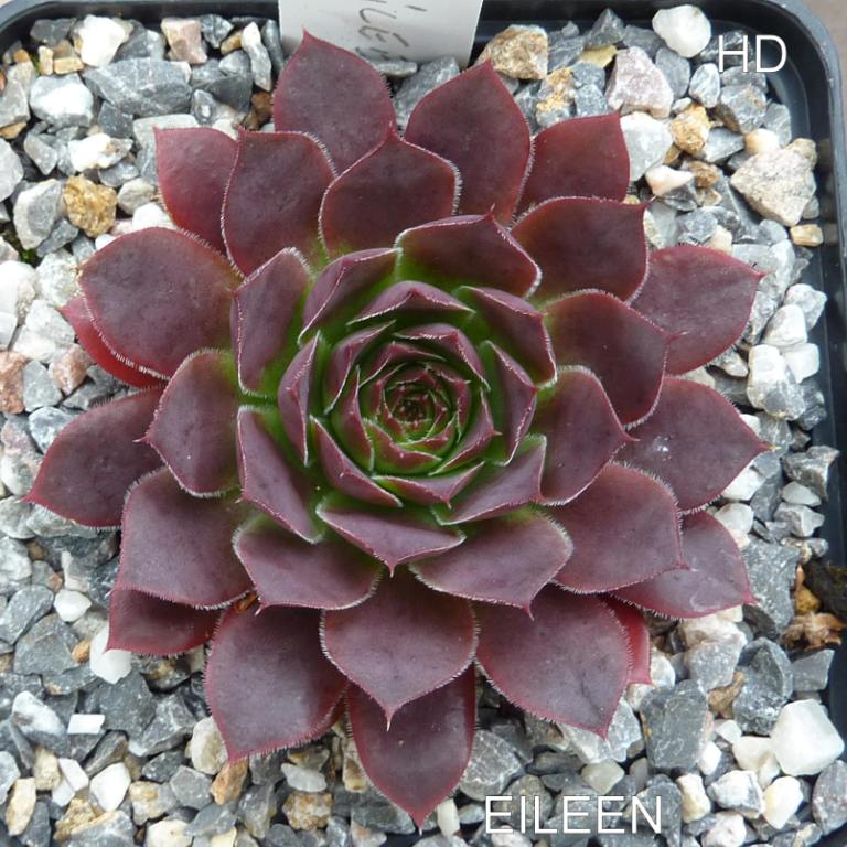 Eileen / Jovi