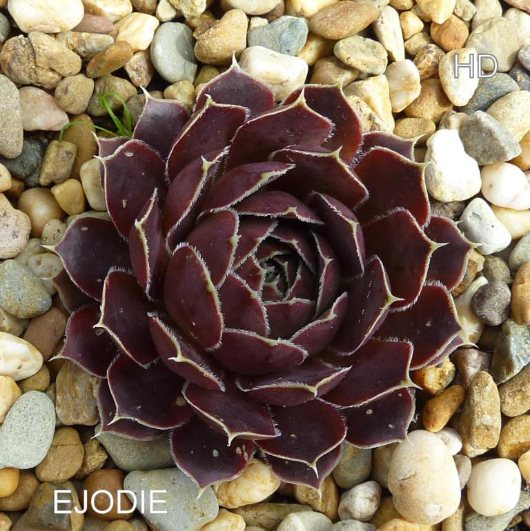 Ejodie / Jovi