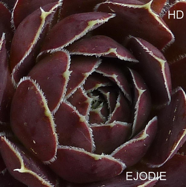 Ejodie / Jovi