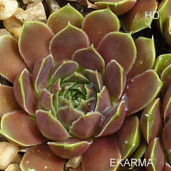Ekarma / Jovi