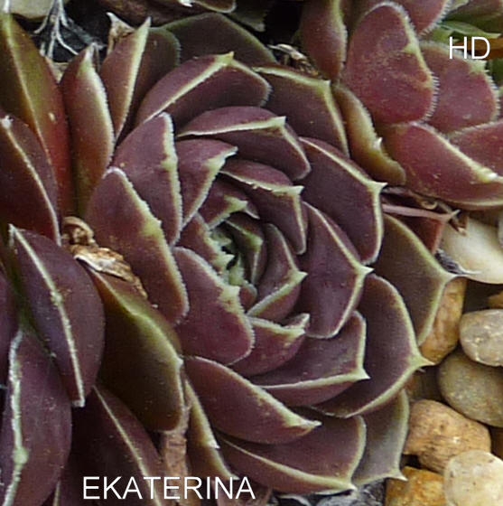 Ekaterina / Jovi