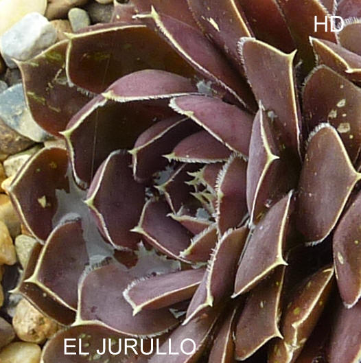 El Jurullo / Jovi