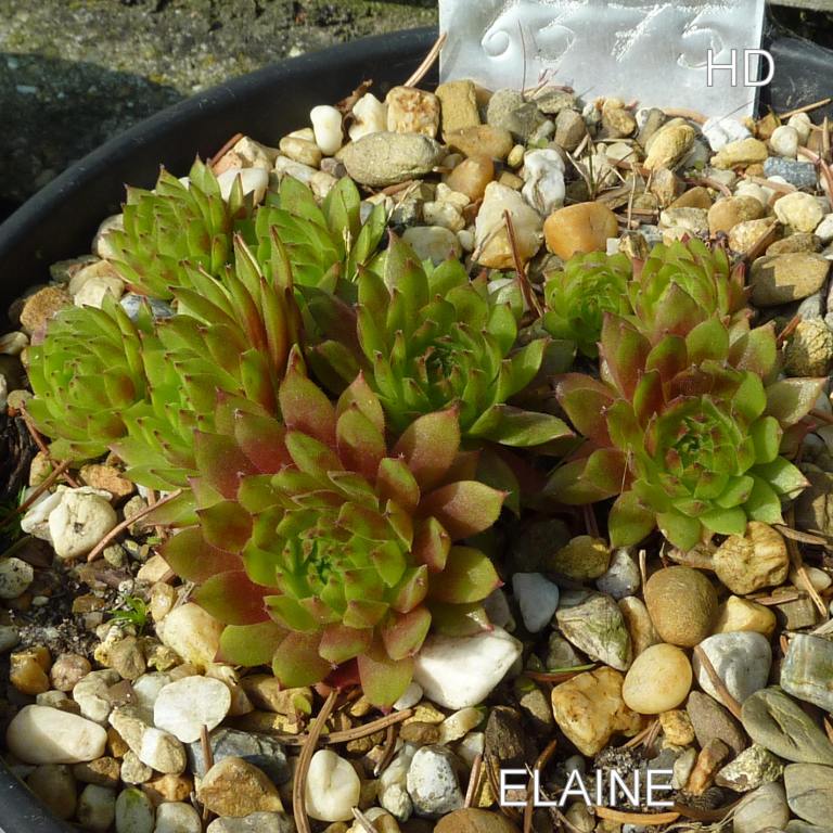 Elaine