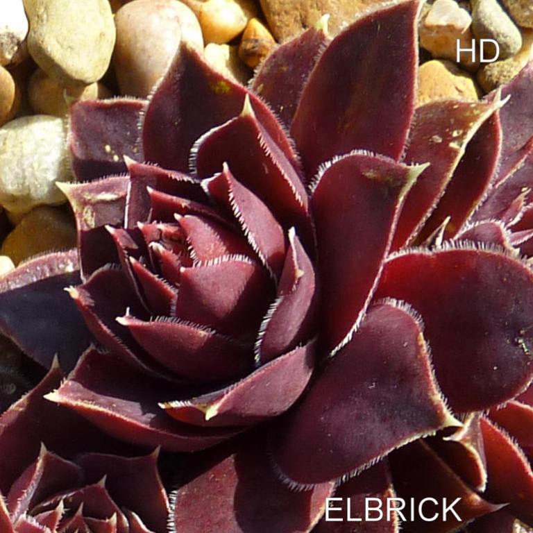 Elbrick / Jovi
