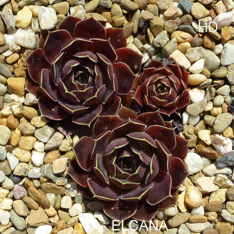 Elcana / Jovi