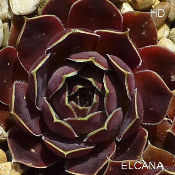Elcana / Jovi
