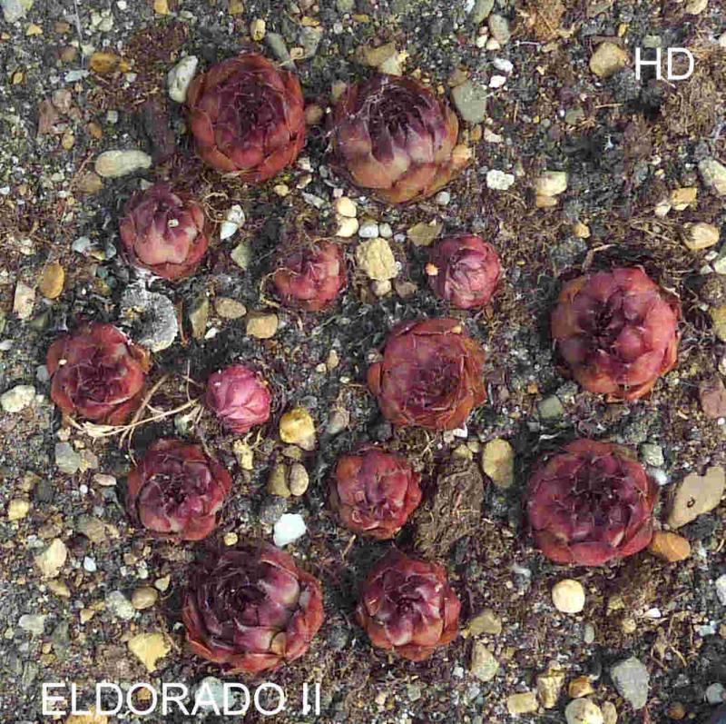 Eldorado II