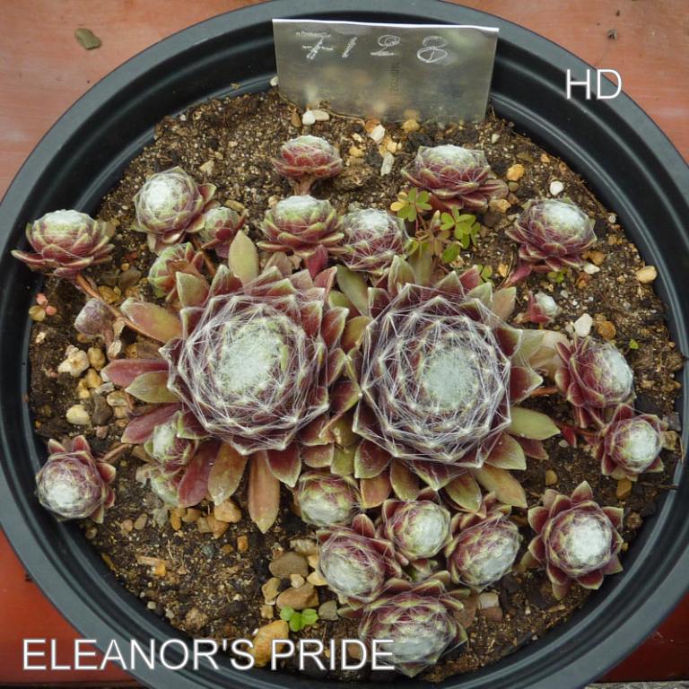 Eleanor's Pride
