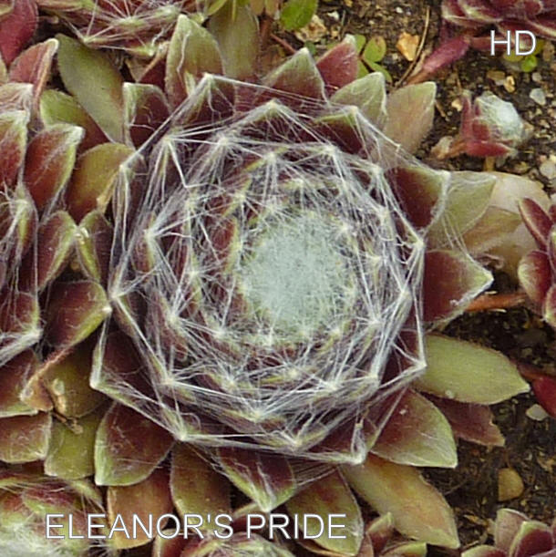 Eleanor's Pride