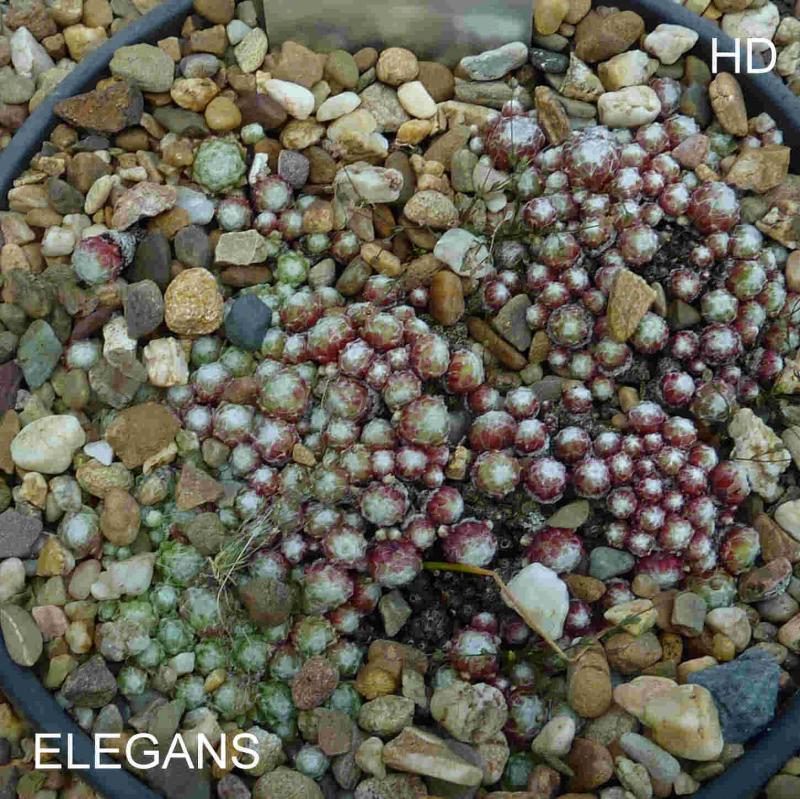 Elegans