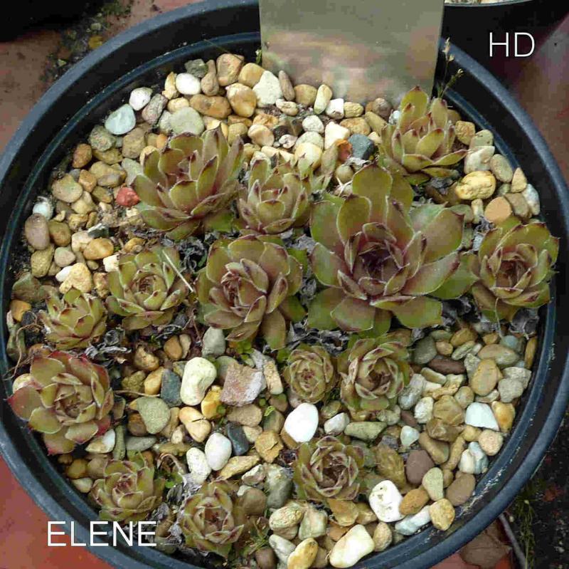 Elene