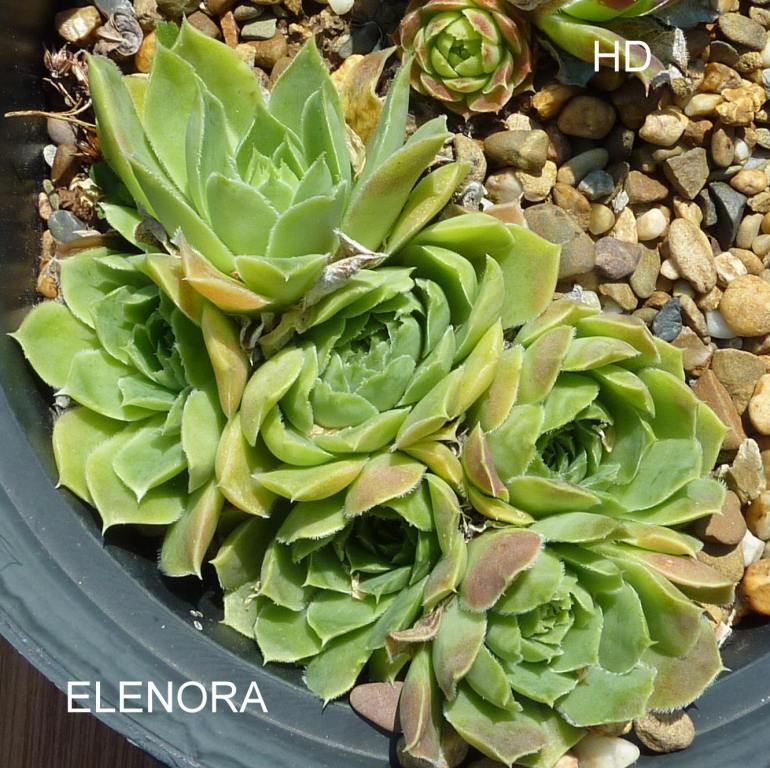 Elenora / Jovi