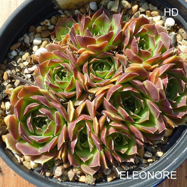 Eleonore / Jovi