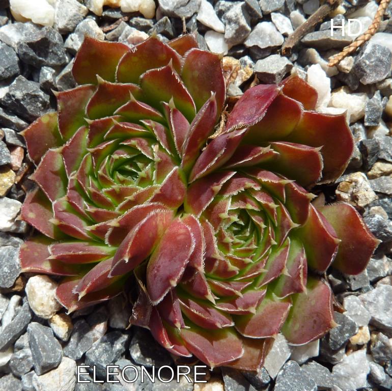 Eleonore / Jovi