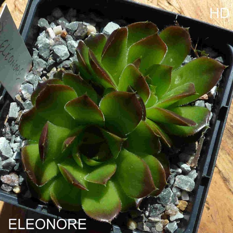 Eleonore / Jovi