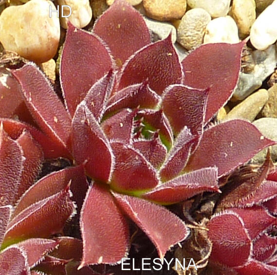 Elesyna / Jovi