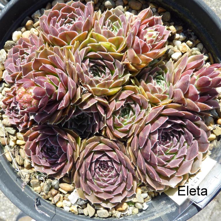 Eleta / Jovi