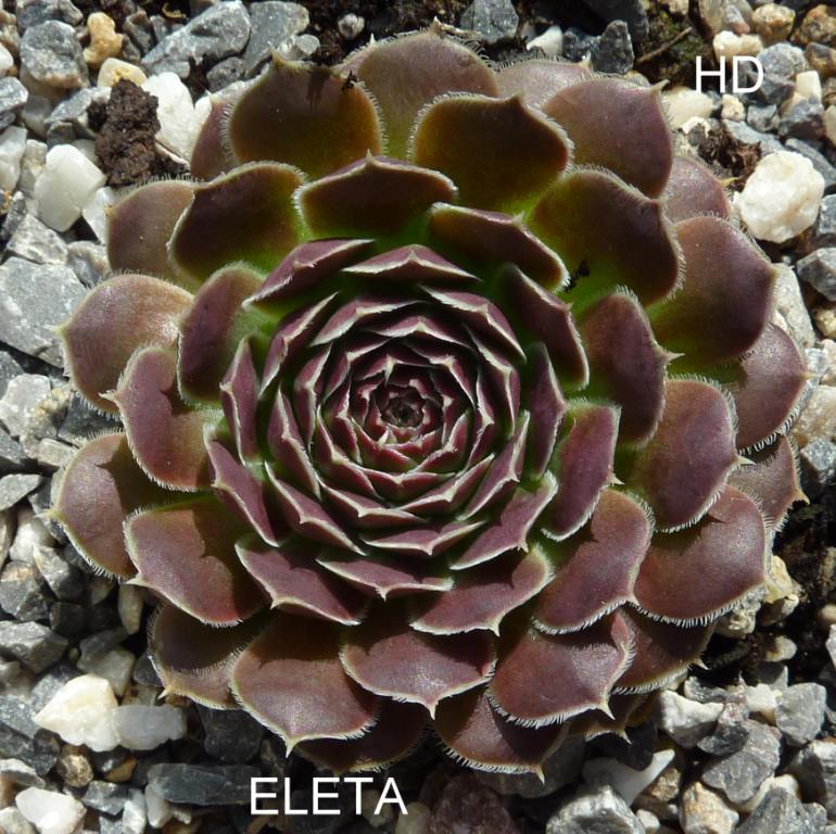 Eleta / Jovi